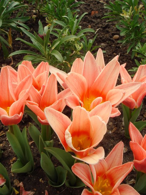 Tulipa kaufmanniana 'Fritz Kreisler'